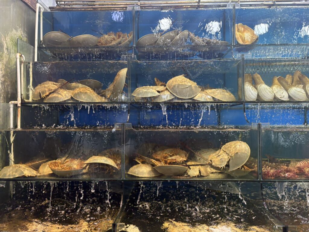 旅　ベトナム　フーコック島　ダウンタウン