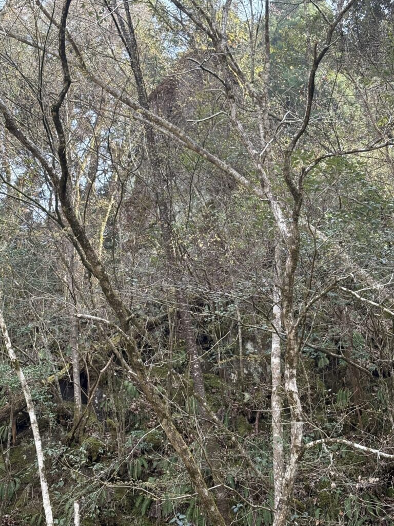 旅　旅行　国内旅行　大分　竹田市　熊本　南小国町　磐座　メンヒル　ドルメン　ストーンサークル　遺跡　神社　寺　満願寺　満願寺温泉　川湯　温泉　露天風呂　柱立神社　鶴原メンヒル　巨石信仰　鳥居龍蔵　考古学　史学　周遊　