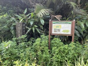 ジャングル　沖縄　八重山　与那国　旅　旅行　久部良岳