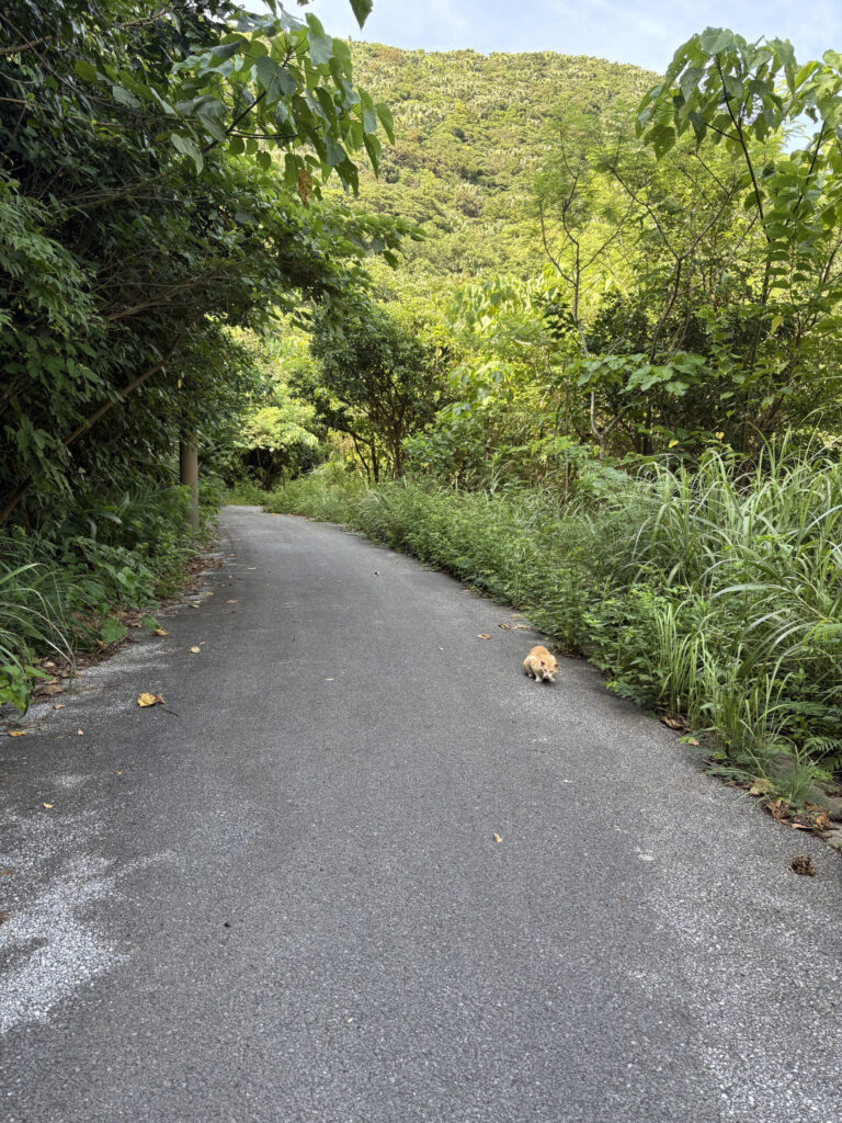 ジャングル　沖縄　八重山　与那国　旅　旅行　久部良岳