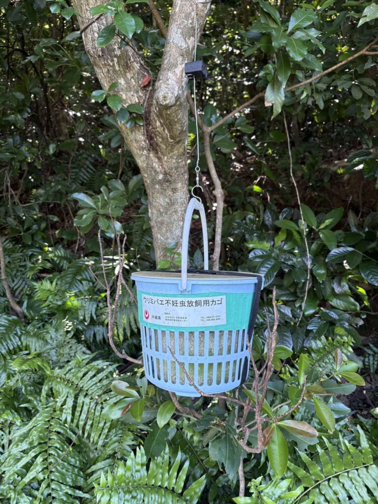ウリミバエ不妊虫放飼カゴ　ジャングル　沖縄　八重山　与那国　旅　旅行　久部良岳