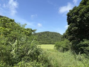 ジャングル　沖縄　八重山　与那国　旅　旅行　久部良岳