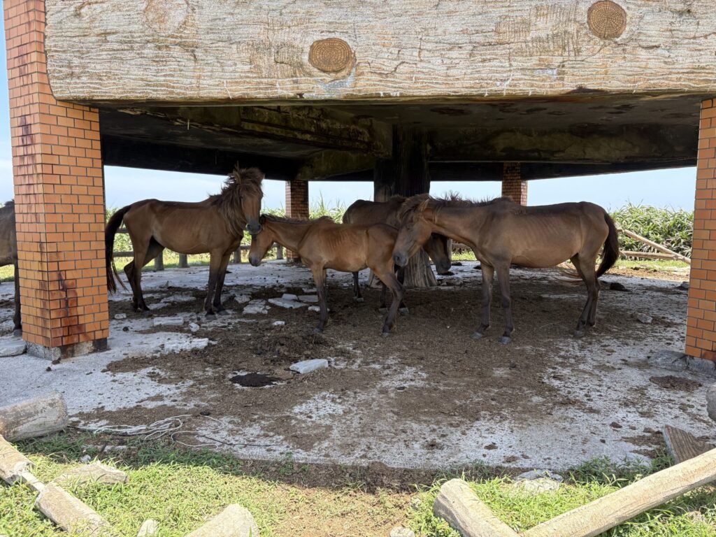 沖縄　八重山　与那国　旅　旅行　祖納　久部良　比川　観光　おすすめ　絶景　ディープ　パワースポット　聖地　御嶽　泡盛　どなん　日本最西端　冒険　探検　放浪　秘境　ビーチ　島　酒造所　ジャングル　クバ　花酒　Drコトー　ティンダバナ　サンニヌ台　立神　サンアイ・イソバ　久部良バリ　東崎　西崎　灯台　与那国馬　固有種　昆虫　生物　国境　台湾　黒潮　自衛隊　基地　カタブル浜　女神　磐座　三女神　岩　　マチリ　トゥニ　ビディリ　ビジュル　砂浜　拝所　崖墓　崖葬墓　ハト　カメ　海底遺跡　古代遺跡　ムー　レムリア　神殿　ストーンサークル　人面石　
