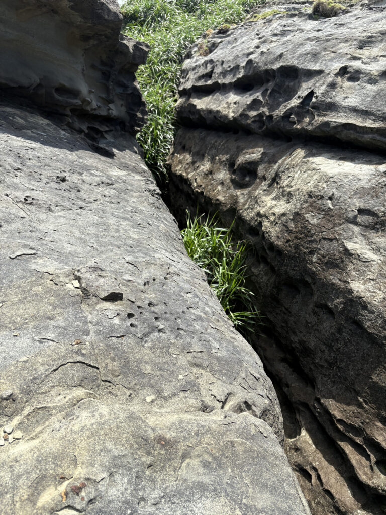 ジャングル　沖縄　八重山　与那国　旅　旅行　祖納　ナンタ浜