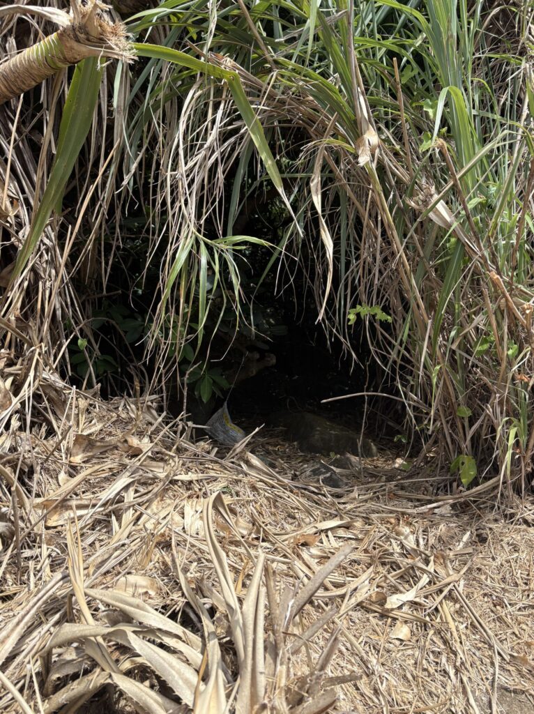 ミミシ,旅、旅行、与那国、与那国島、八重山、沖縄、磐座、岩、拝所、御嶽、知られざる、巨石、文明、巨石文明、失われた、探検、冒険、遺物、遺構、発見、好奇心、山、石造物、顔、蛇、女神、三女神、亀、海神、綿津見、太古、海底遺跡、海、ビーチ、気になる、ハト、鳥、船