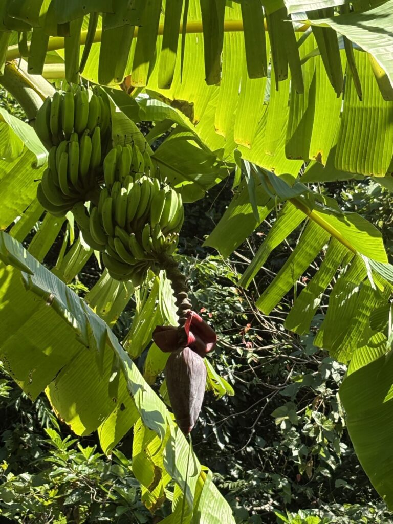 ミミシ,旅、旅行、与那国、与那国島、八重山、沖縄、磐座、岩、拝所、御嶽、知られざる、巨石、文明、巨石文明、失われた、探検、冒険、遺物、遺構、発見、好奇心、山、石造物、顔、蛇、女神、三女神、亀、海神、綿津見、太古、海底遺跡、海、ビーチ、気になる、ハト、鳥、船