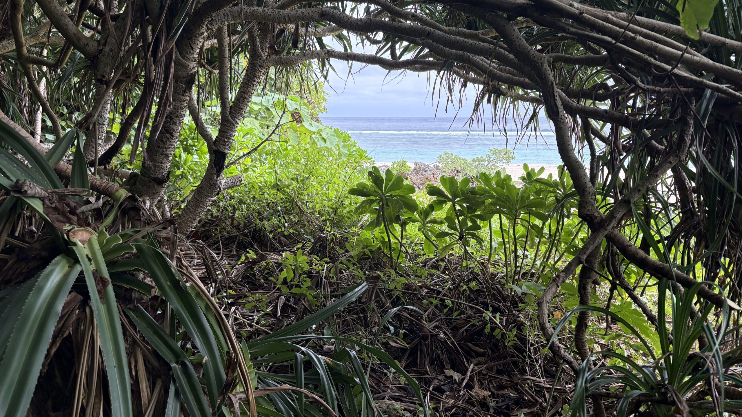 ミミシ,旅、旅行、与那国、与那国島、八重山、沖縄、磐座、岩、拝所、御嶽、知られざる、巨石、文明、巨石文明、失われた、探検、冒険、遺物、遺構、発見、好奇心、山、石造物、顔、蛇、女神、三女神、亀、海神、綿津見、太古、海底遺跡、海、ビーチ、気になる、ハト、鳥、船