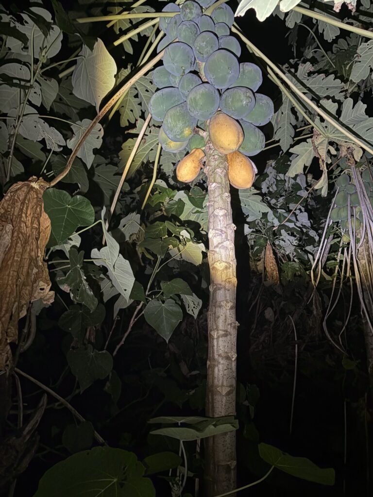 旅、旅行、与那国、与那国島、八重山、沖縄、磐座、岩、拝所、御嶽、知られざる、巨石、文明、巨石文明、失われた、探検、冒険、遺物、遺構、発見、好奇心、山、石造物、顔、蛇、女神、三女神、亀、海神、綿津見、太古、海底遺跡、海、ビーチ、気になる、ハト、鳥、船、パパイヤ