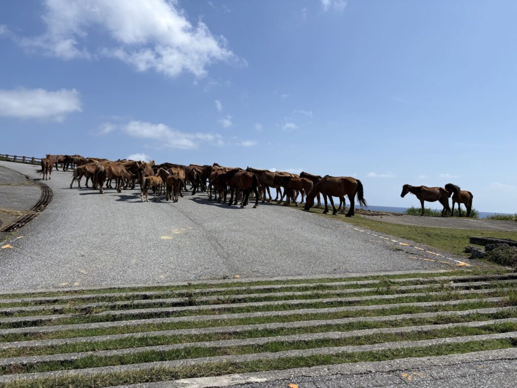 沖縄　八重山　与那国　旅　旅行　祖納　久部良　比川　観光　おすすめ　絶景　ディープ　パワースポット　聖地　御嶽　泡盛　どなん　日本最西端　冒険　探検　放浪　秘境　ビーチ　島　酒造所　ジャングル　クバ　花酒　Drコトー　ティンダバナ　サンニヌ台　立神　サンアイ・イソバ　久部良バリ　東崎　西崎　灯台　与那国馬　固有種　昆虫　生物　国境　台湾　黒潮　自衛隊　基地　カタブル浜　女神　磐座　三女神　岩　　マチリ　トゥニ　ビディリ　ビジュル　砂浜　拝所　崖墓　崖葬墓　ハト　カメ　海底遺跡　古代遺跡　ムー　レムリア　神殿　ストーンサークル　人面石　