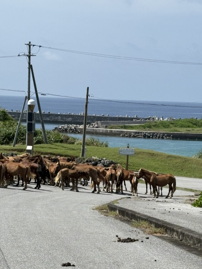 沖縄　八重山　与那国　旅　旅行　祖納　久部良　比川　観光　おすすめ　絶景　ディープ　パワースポット　聖地　御嶽　泡盛　どなん　日本最西端　冒険　探検　放浪　秘境　ビーチ　島　酒造所　ジャングル　クバ　花酒　Drコトー　ティンダバナ　サンニヌ台　立神　サンアイ・イソバ　久部良バリ　東崎　西崎　灯台　与那国馬　固有種　昆虫　生物　国境　台湾　黒潮　自衛隊　基地　カタブル浜　女神　磐座　三女神　岩　　マチリ　トゥニ　ビディリ　ビジュル　砂浜　拝所　崖墓　崖葬墓　ハト　カメ　海底遺跡　古代遺跡　ムー　レムリア　神殿　ストーンサークル　人面石　