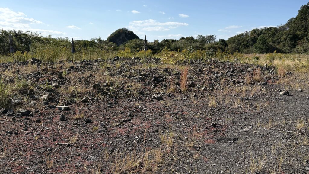 九州　旅　旅行　観光　体験　ツアー　熊本　天草　御所浦島　恐竜　アンモナイト　港　海　化石　地学　刺身　魚　漁港　不知火　探検　冒険　発見　好奇心　磐座　巨石　矢岳　白嶽　ドルメン　巨石　磐座　棚橋港　