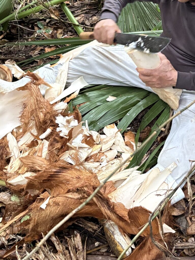 クバ　ビロウ　与那国島