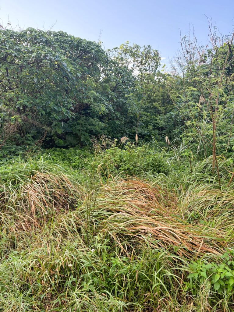 沖縄 与那国島 比川集落 本家 マチリ 拝所 トゥニ 御嶽 10干 陰陽五行説 庚申