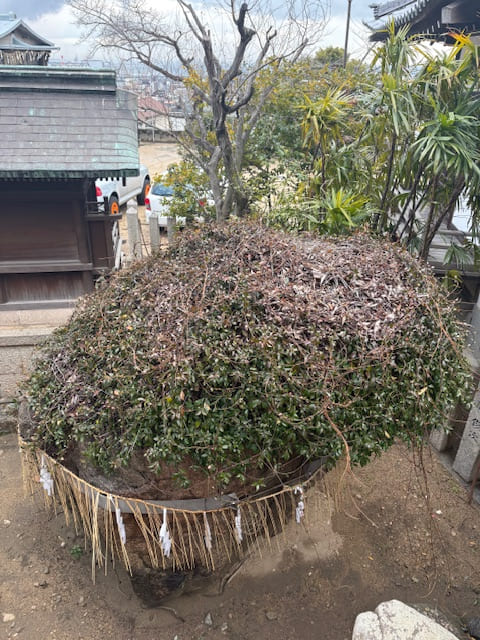 六甲　灘区　神戸市　兵庫県　見晴らし　厳島神社　