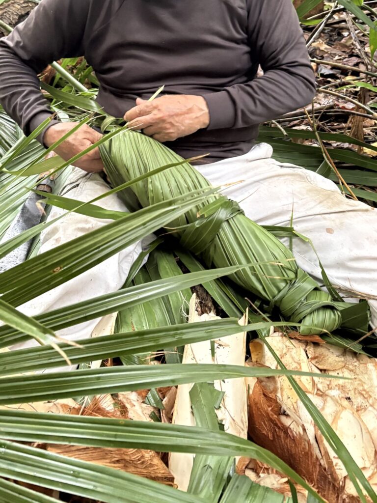 クバ　ビロウ　与那国島