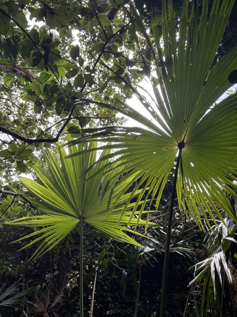 クバ　ビロウ　与那国島