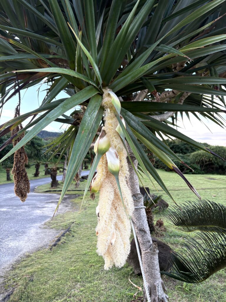 沖縄 与那国島 比川集落 本家 マチリ 拝所 トゥニ 御嶽 10干 陰陽五行説 庚申
