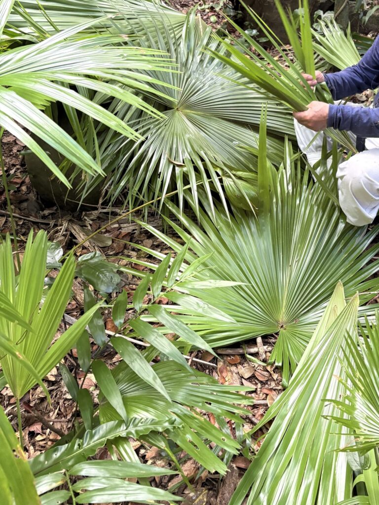 クバ　ビロウ　与那国島