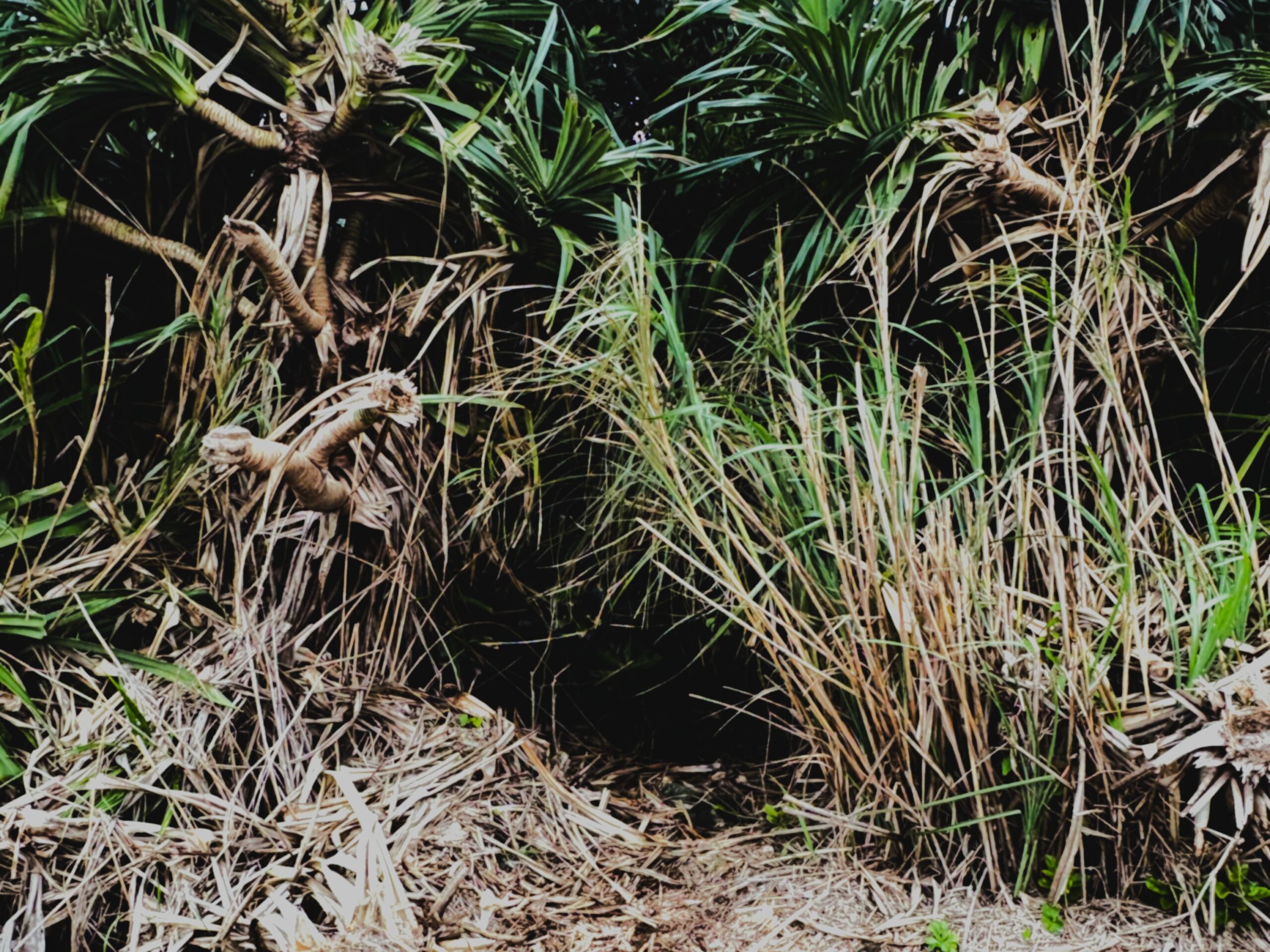 ハト　沖縄　与那国島　比川集落　本家　マチリ　拝所　トゥニ　御嶽　１０干　陰陽五行説　庚申