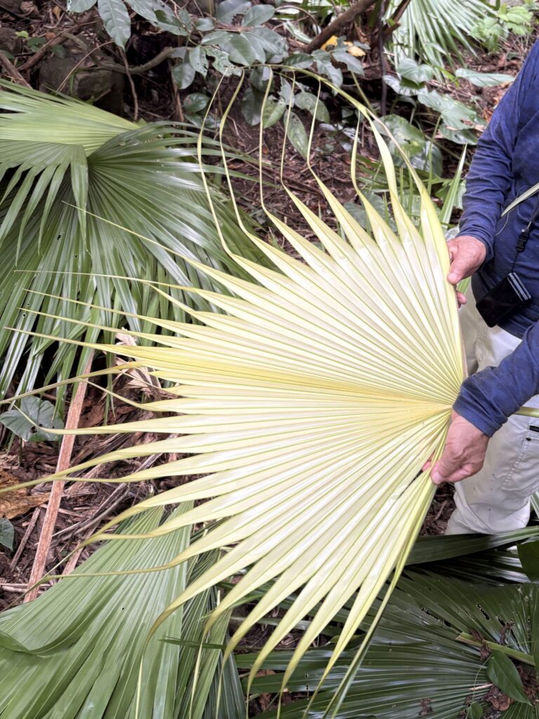 クバ　ビロウ　与那国島