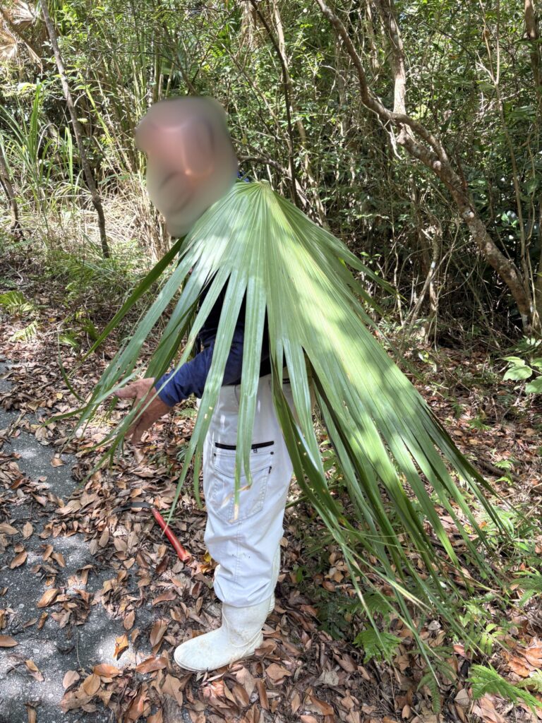 クバ　ビロウ　与那国島