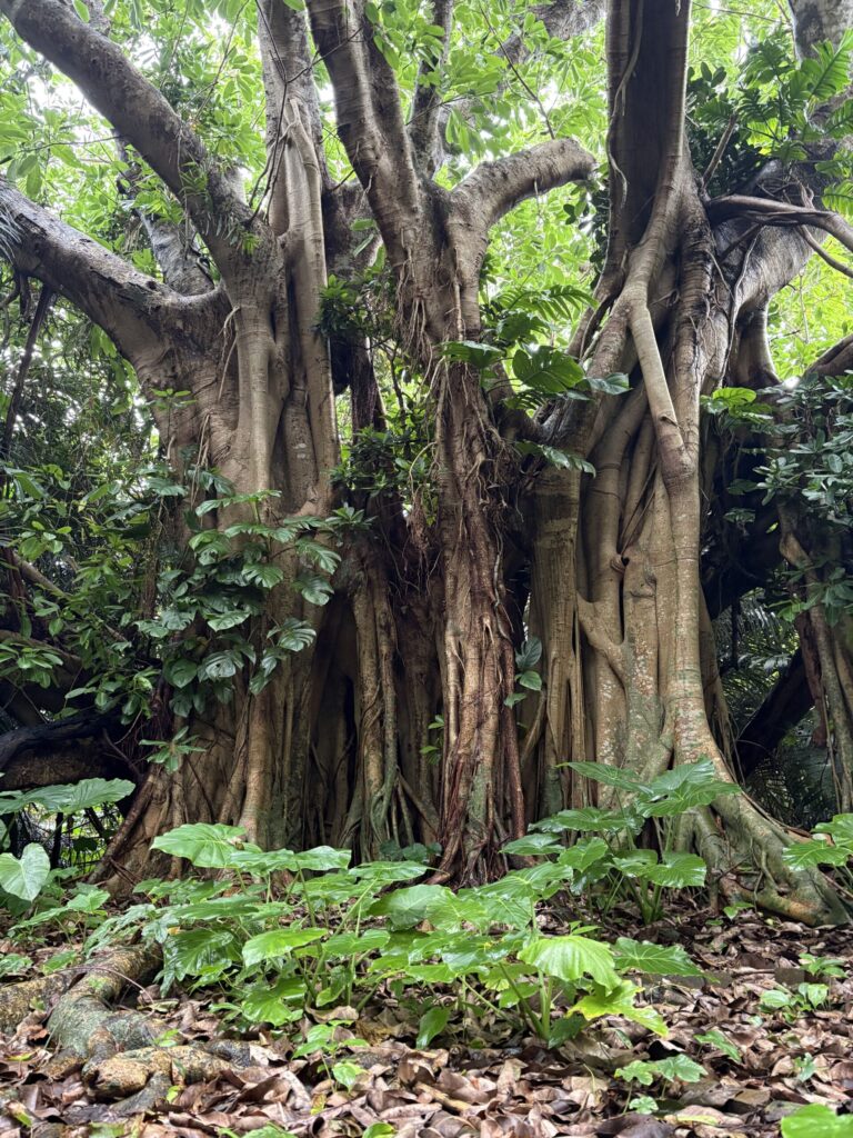 沖縄　与那国島　比川集落　本家　マチリ　拝所　トゥニ　御嶽　１０干　陰陽五行説　庚申