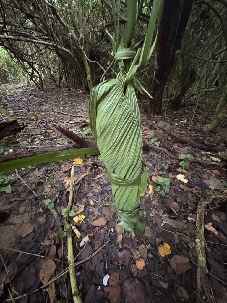 クバ ビロウ 与那国島