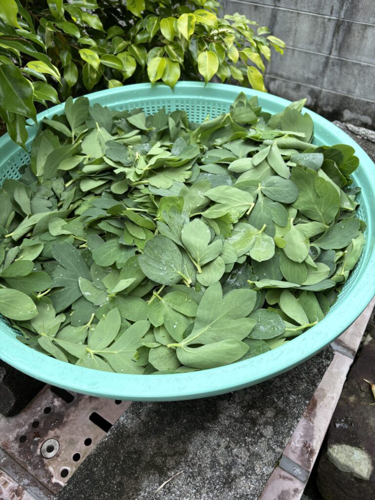 グンナ 長命草 旅 旅行 沖縄 八重山 クバ DANCE tradition okinawa yonaguni 甲子 踊り 太鼓 祭壇 まつり 祭り 宴会 伝統 承継 伝承 親族 一族 集い 家族 社会 ハト 沖縄 与那国島 比川集落 本家 マチリ 拝所 トゥニ 御嶽 10干 陰陽五行説 庚申 食事 12支 杯 ワダツミ 海神 トゥニ ビディリ