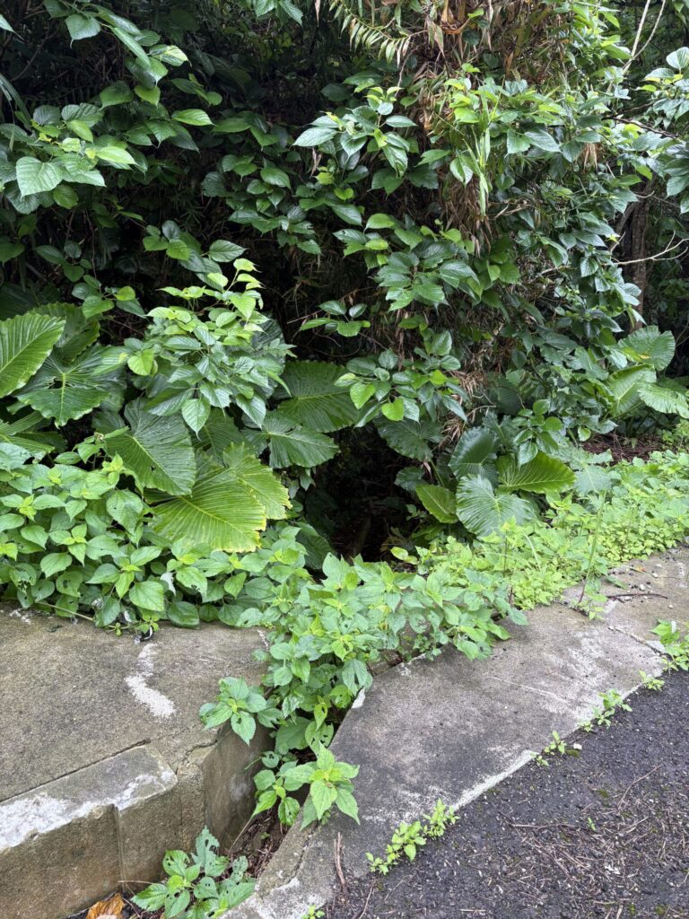 沖縄 与那国島 比川集落 本家 マチリ 拝所 トゥニ 御嶽 10干 陰陽五行説 庚申