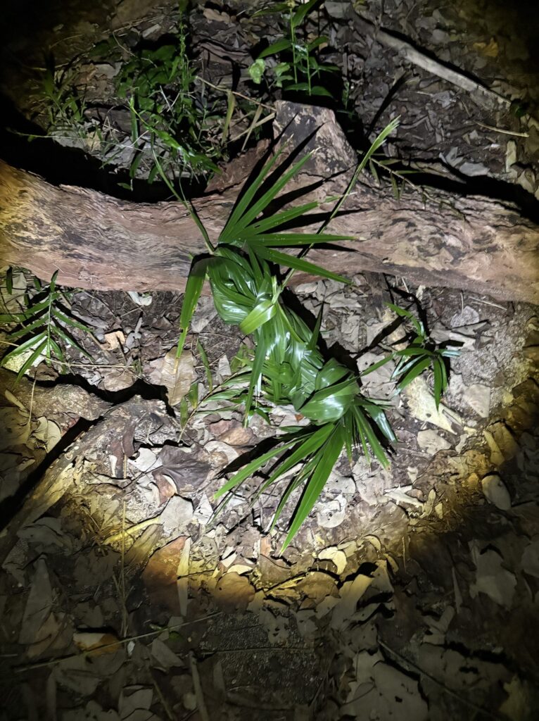 クバ ビロウ 与那国島