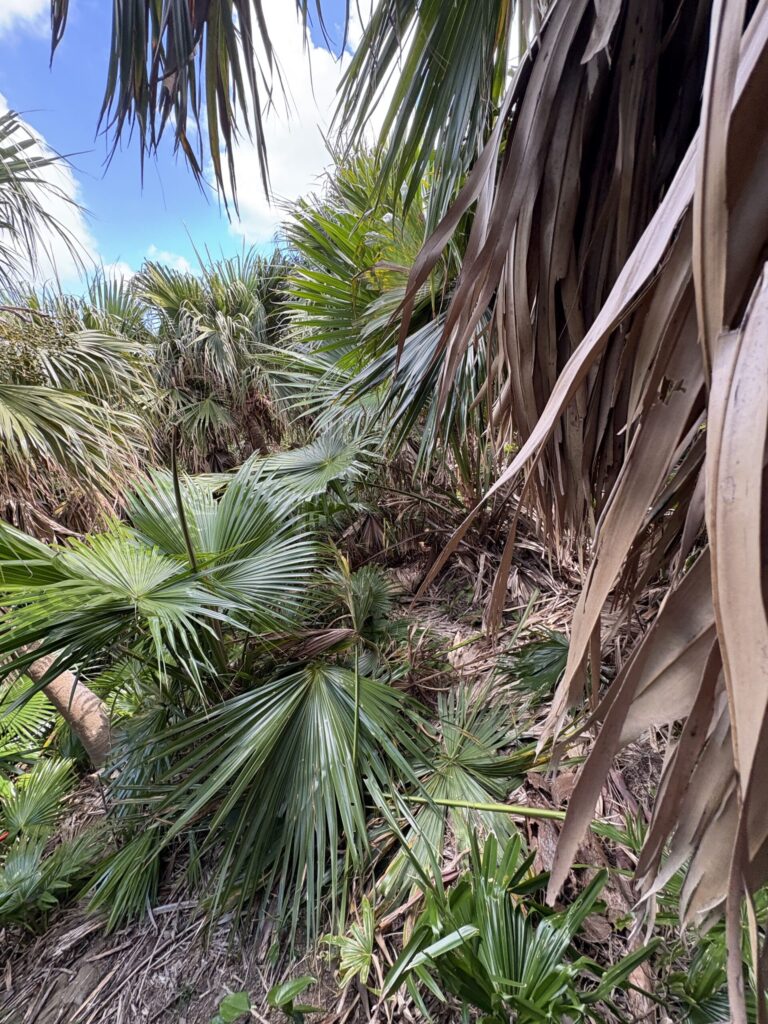 クバ ビロウ 与那国島
