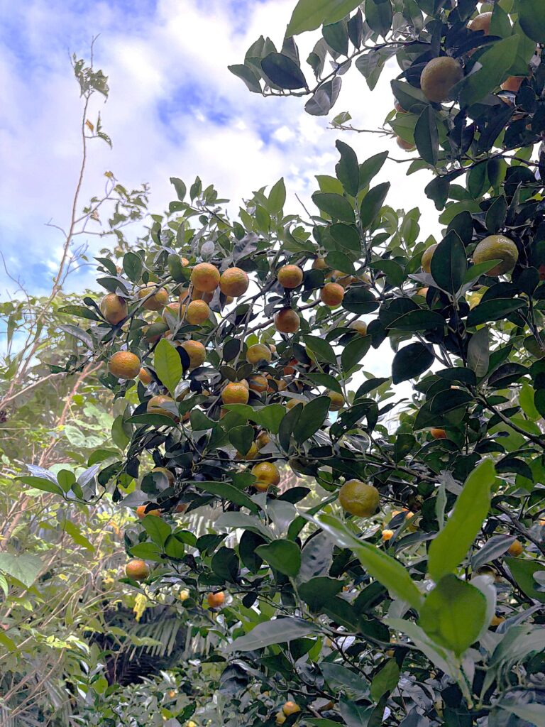 沖縄　与那国島　比川集落　本家　マチリ　拝所　トゥニ　御嶽