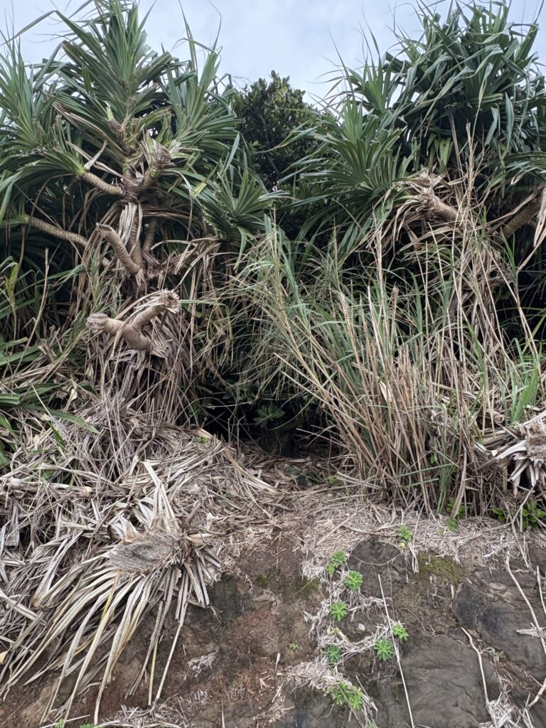 沖縄 与那国島 比川集落 本家 マチリ 拝所 トゥニ 御嶽 10干 陰陽五行説 庚申
