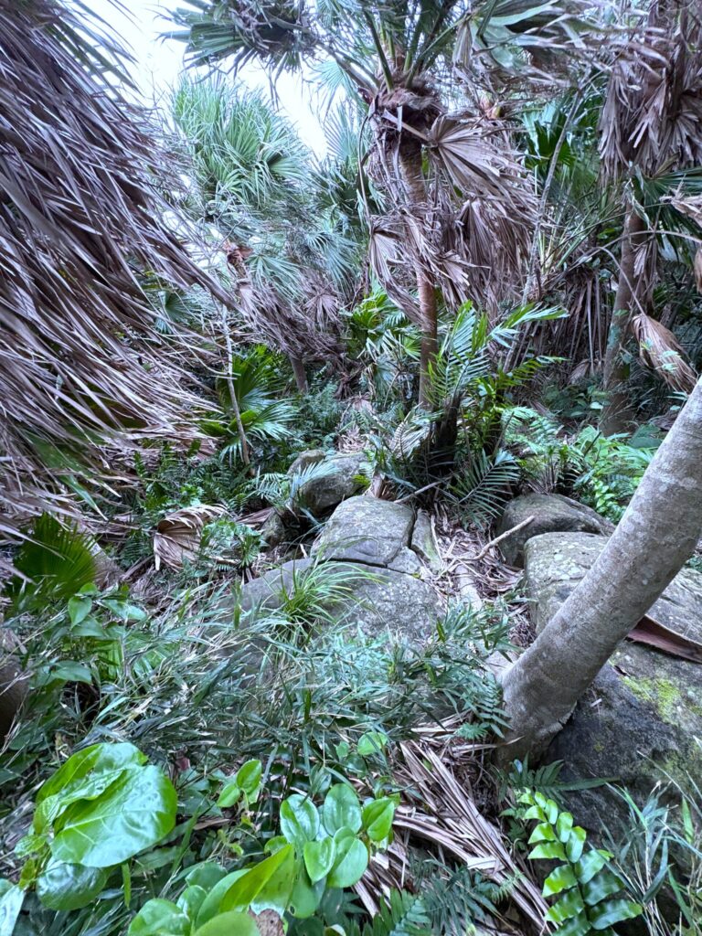 旅 旅行 沖縄 八重山 与那国 与那国島 祖納 比川 久部良 ダヌチン岳 久部良水神 にディリ トゥニ 御嶽 拝所 山 岳 シュウダ ヘビ 蛇 磐座 巨石 神 信仰 根 ミミイシ ミミシ どなん 花酒 泡盛 地図 冒険 探検 宝探し 好奇心
