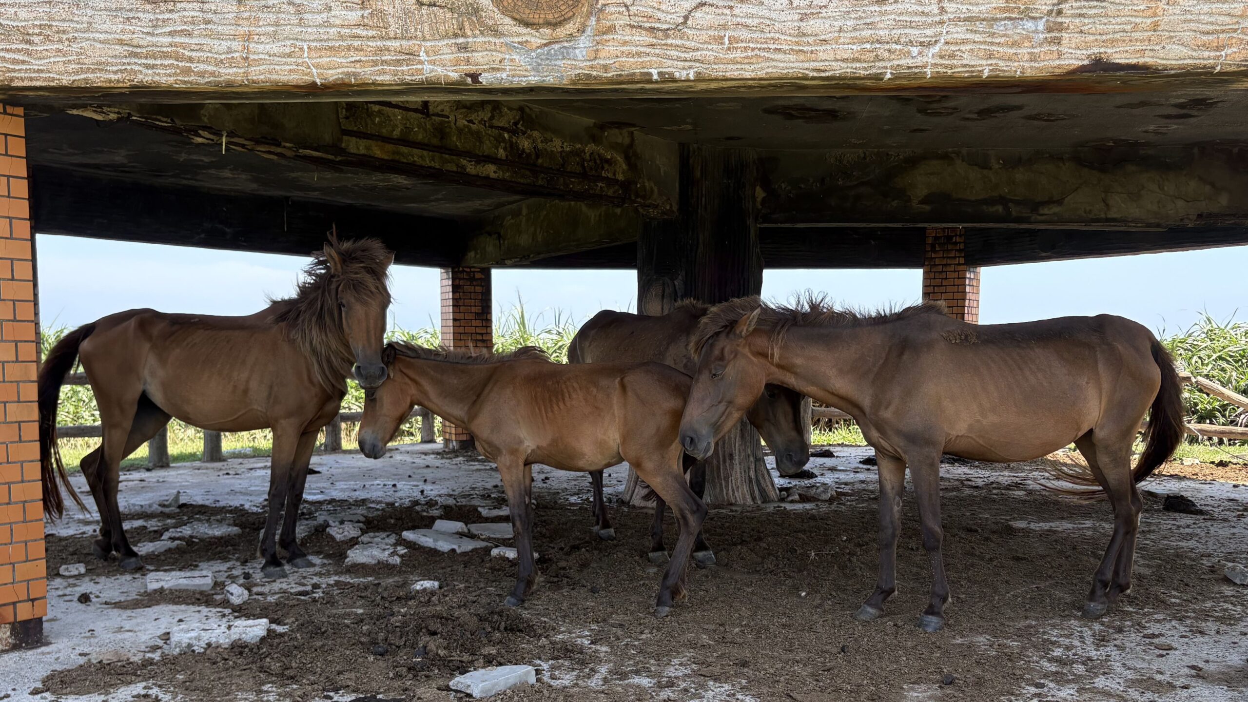 旅 旅行 沖縄 八重山 クバ DANCE tradition okinawa