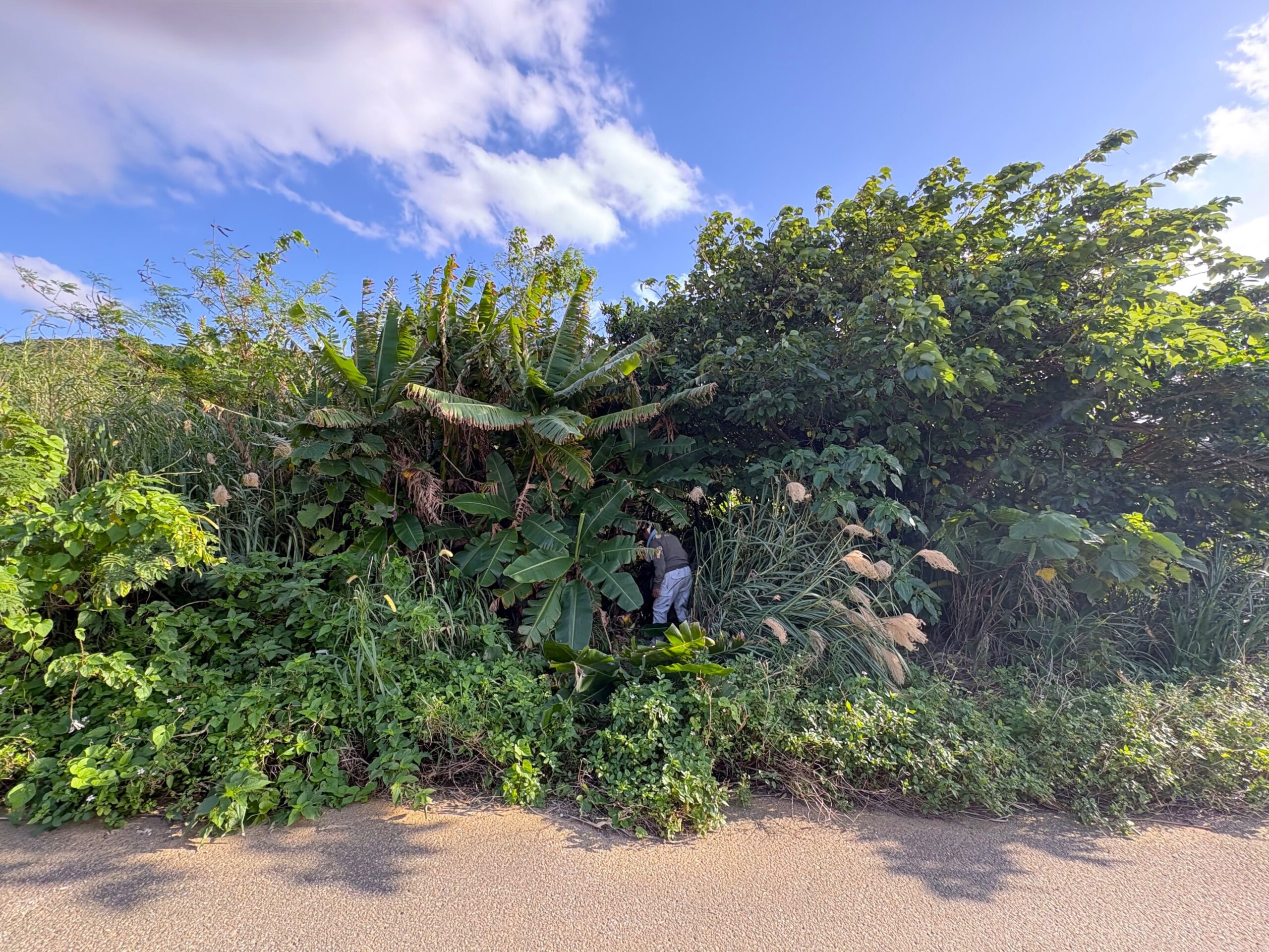旅　旅行　沖縄　八重山　与那国　与那国島　祖納　比川　久部良　ダヌチン岳　久部良水神　にディリ　トゥニ　御嶽　拝所　山　岳　　シュウダ　ヘビ　蛇　磐座　巨石　神　信仰　根　ミミイシ　ミミシ　どなん　花酒　泡盛　地図　冒険　探検　宝探し　好奇心