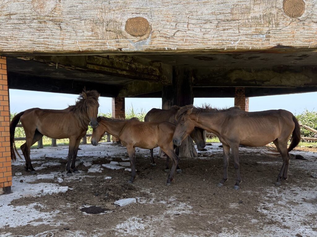 旅 旅行 沖縄 八重山 クバ DANCE tradition okinawa