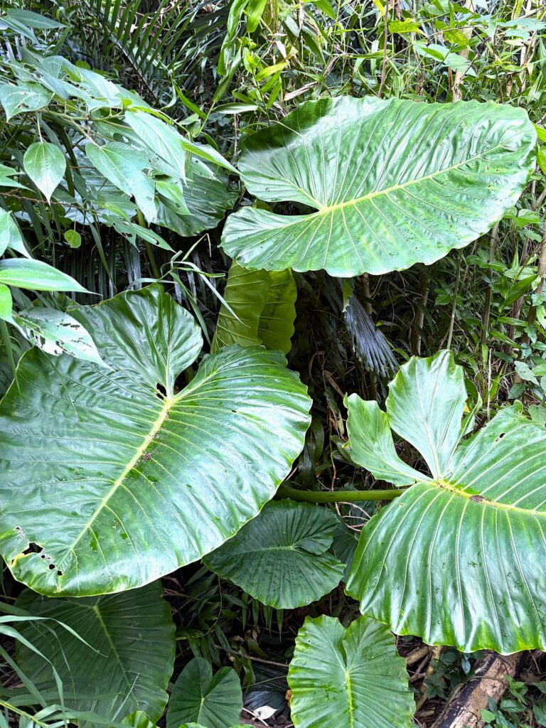 旅 旅行 沖縄 八重山 クバ DANCE tradition okinawa