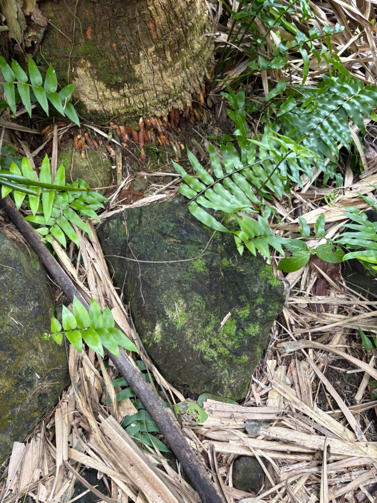旅 旅行 沖縄 八重山 与那国 与那国島 祖納 比川 久部良 ダヌチン岳 久部良水神 にディリ トゥニ 御嶽 拝所 山 岳 シュウダ ヘビ 蛇 磐座 巨石 神 信仰 根 ミミイシ ミミシ どなん 花酒 泡盛 地図 冒険 探検 宝探し 好奇心