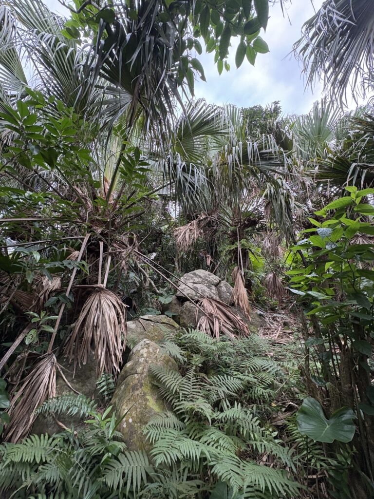 旅 旅行 沖縄 八重山 与那国 与那国島 祖納 比川 久部良 ダヌチン岳 久部良水神 にディリ トゥニ 御嶽 拝所 山 岳 シュウダ ヘビ 蛇 磐座 巨石 神 信仰 根 ミミイシ ミミシ どなん 花酒 泡盛 地図 冒険 探検 宝探し 好奇心