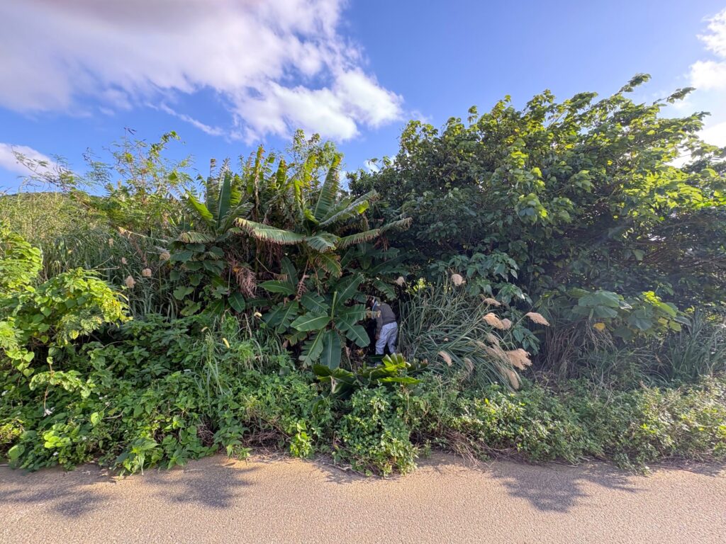 旅 旅行 沖縄 八重山 与那国 与那国島 祖納 比川 久部良 ダヌチン岳 久部良水神 にディリ トゥニ 御嶽 拝所 山 岳 シュウダ ヘビ 蛇 磐座 巨石 神 信仰 根 ミミイシ ミミシ どなん 花酒 泡盛 地図 冒険 探検 宝探し 好奇心