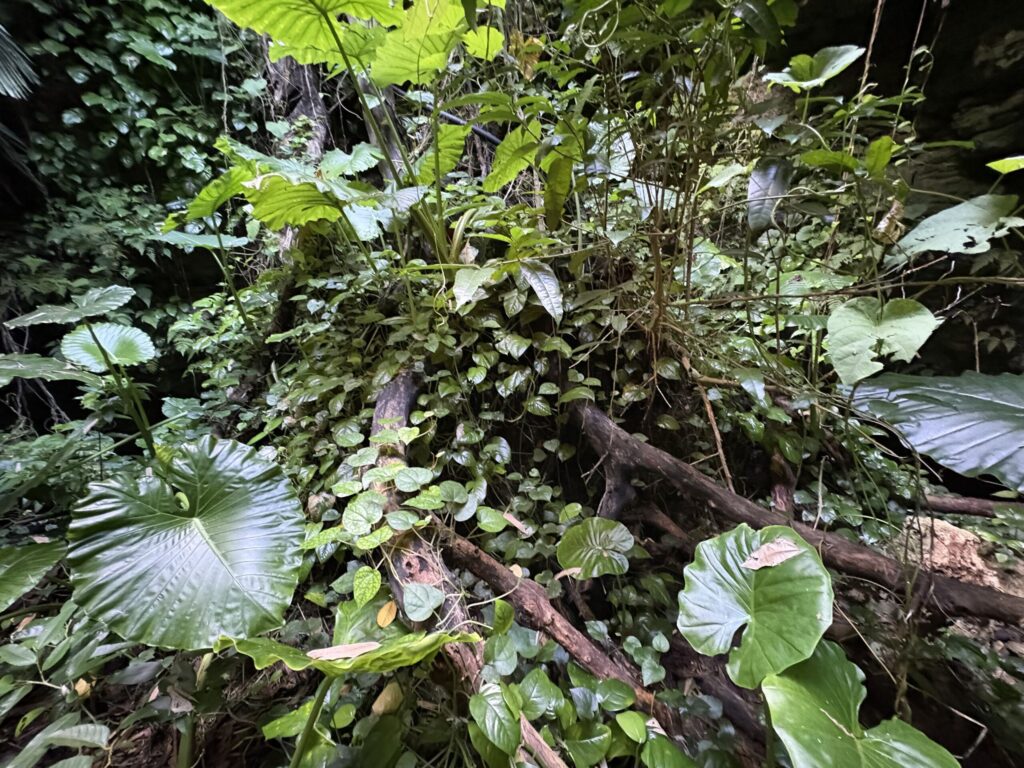 旅 旅行 沖縄 八重山 与那国 与那国島 祖納 比川 久部良 ダヌチン岳 久部良水神 にディリ トゥニ 御嶽 拝所 山 岳 シュウダ ヘビ 蛇 磐座 巨石 神 信仰 根 ミミイシ ミミシ どなん 花酒 泡盛 地図 冒険 探検 宝探し 好奇心