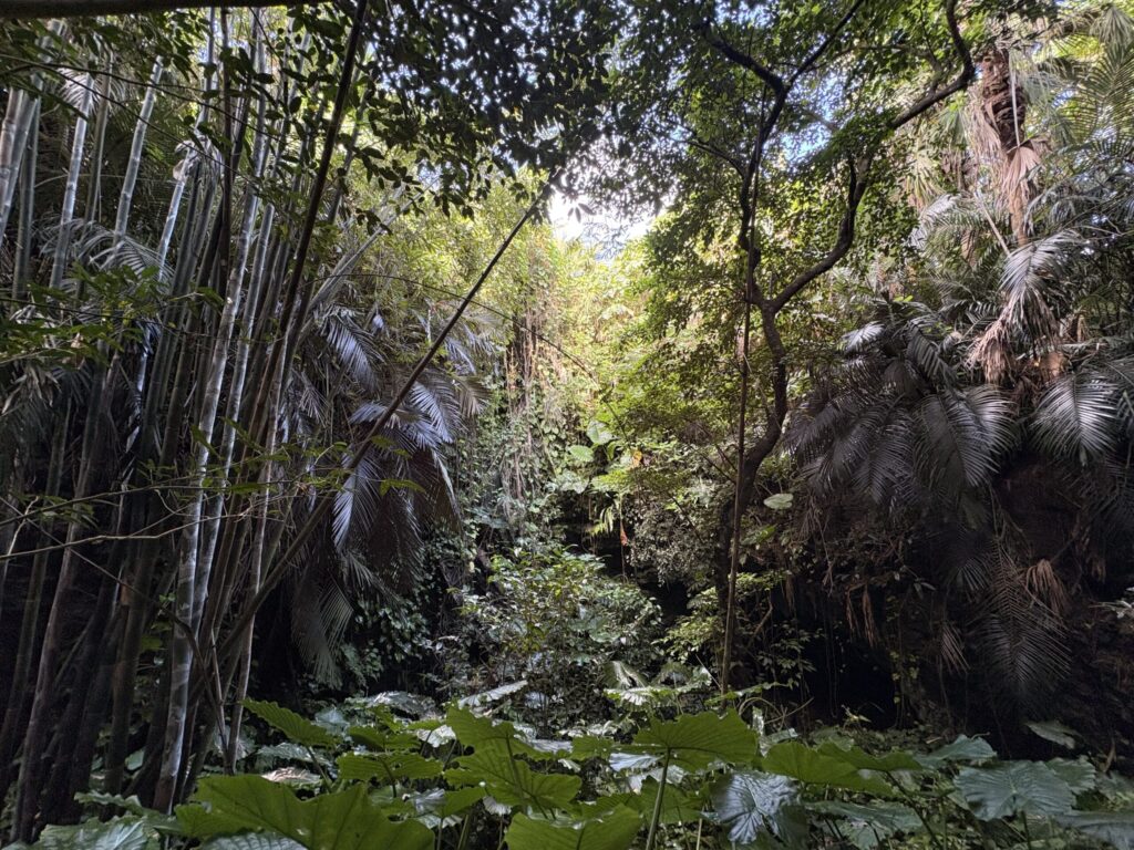 旅 旅行 沖縄 八重山 与那国 与那国島 祖納 比川 久部良 ダヌチン岳 久部良水神 にディリ トゥニ 御嶽 拝所 山 岳 シュウダ ヘビ 蛇 磐座 巨石 神 信仰 根 ミミイシ ミミシ どなん 花酒 泡盛 地図 冒険 探検 宝探し 好奇心