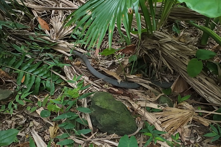 旅 旅行 沖縄 八重山 与那国 与那国島 祖納 比川 久部良 ダヌチン岳 久部良水神 にディリ トゥニ 御嶽 拝所 山 岳 シュウダ ヘビ 蛇 磐座 巨石 神 信仰 根 ミミイシ ミミシ どなん 花酒 泡盛 地図 冒険 探検 宝探し 好奇心