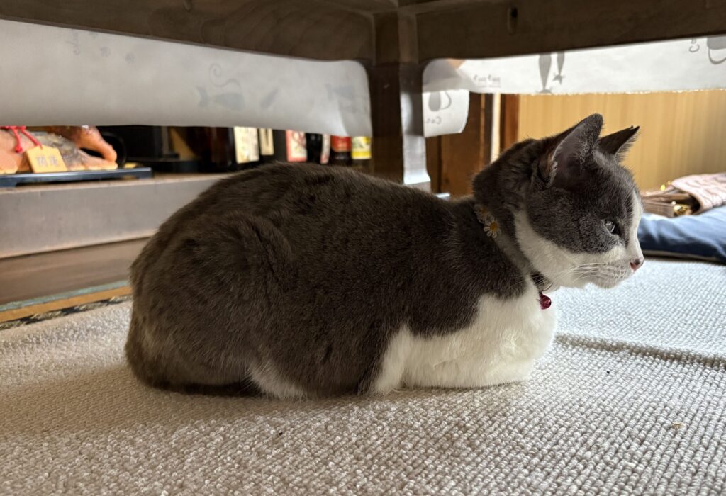 相島　猫島　猫　cat