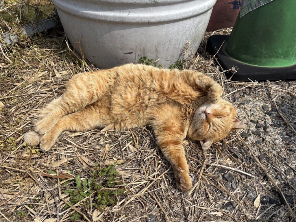相島　ねこ　cat 鼻栗瀬　めがね岩　積石塚　支石墓　高妻神社　猫島　磐座