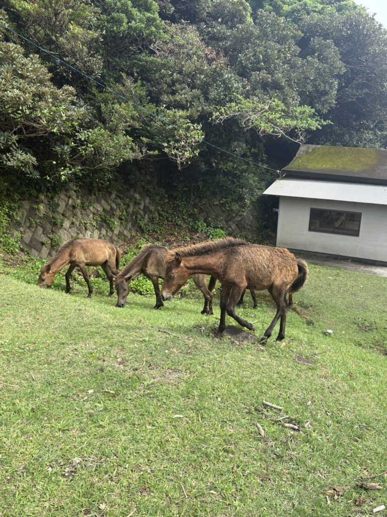 宮崎観光 鵜戸神宮 都井岬 野生馬 日本固有種 旅 旅行 神社 海神神社
